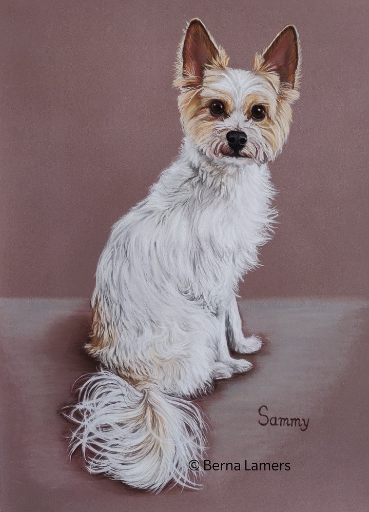 Dierenportret-Biver-Yorkshire_terrier-Sammy-in-opdracht-pastel-40x50cm.jpg