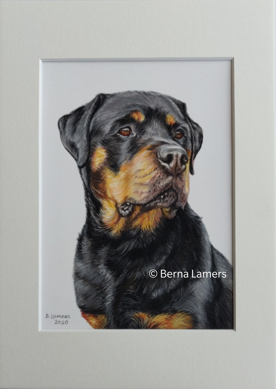 Dierenportret-Rottweiler-15x21cm-in-pastel.jpg