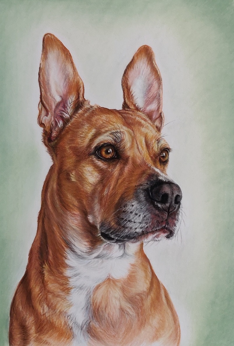 Dierenportret-hond-Scooby-pastel-21x30cm-opdracht.jpg